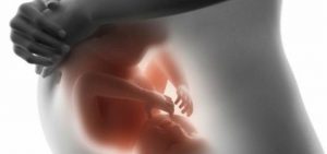 De ontwikkeling van de baby in je buik