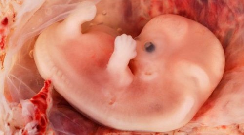 De embryo