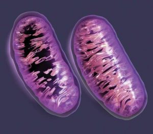 Hoe verklaart de wetenschap waarom oma's van moeders kant zo belangrijk zijn