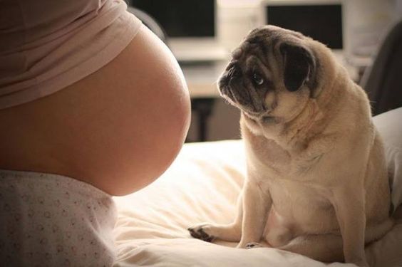 Het hebben van een hond kan gunstig zijn tijdens de zwangerschap