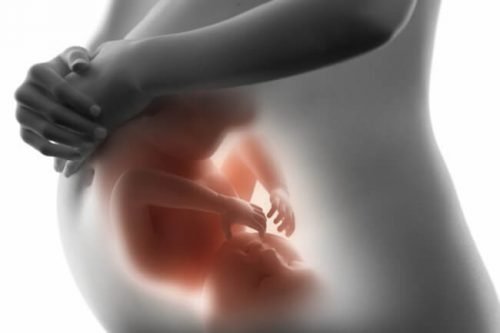 Ontdek wat je baby aan het doen is in de baarmoeder