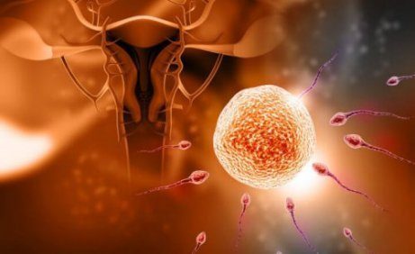 5 mythen over bevruchting