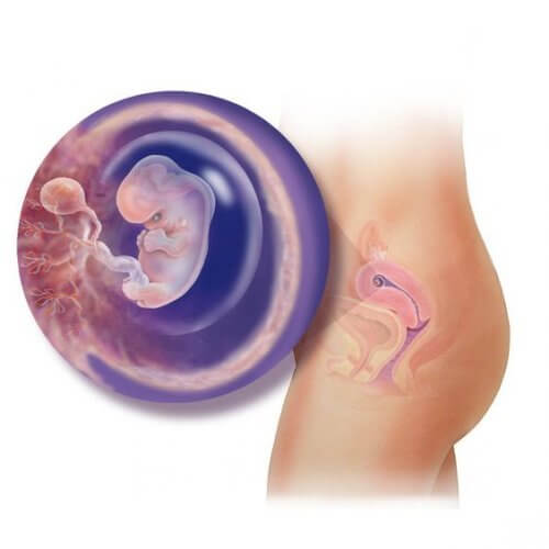 De ontwikkeling van de foetus in je baarmoeder