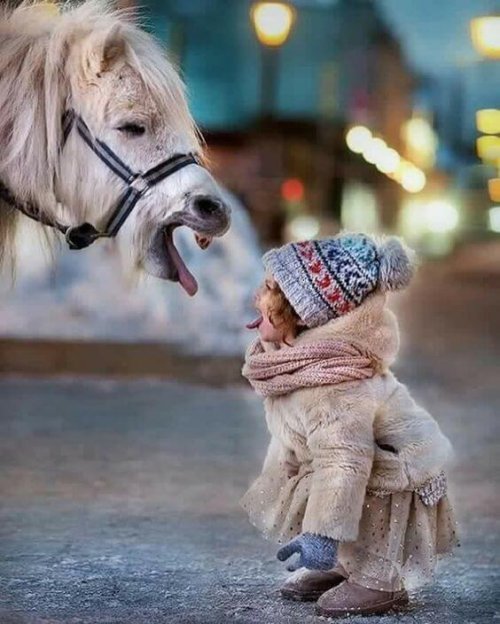 Kindje en paardje steken de tong naar elkaar uit