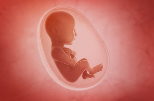 De foetus in week 26 van de zwangerschap