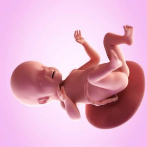 Week 26 van de zwangerschap: enkele weetjes