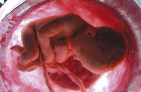 Een embryo in de baarmoeder