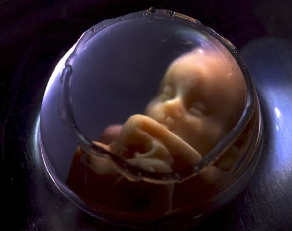 Een baby in de baarmoeder