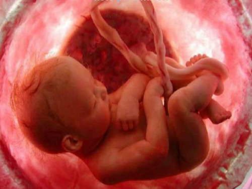 De navelstreng: baby in de baarmoeder