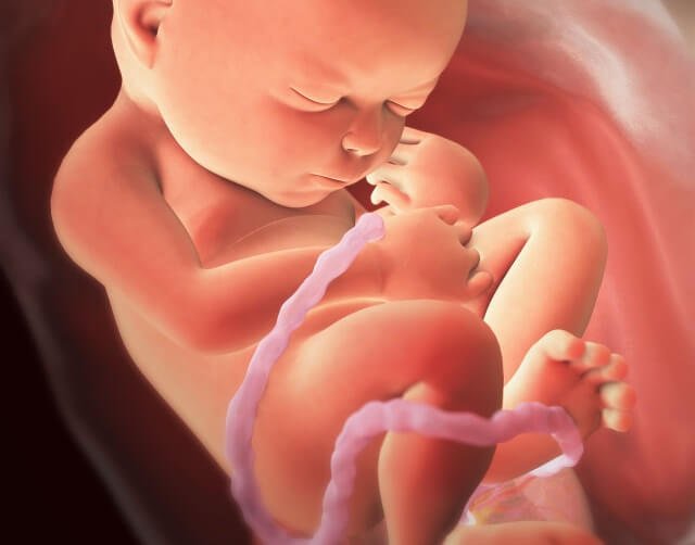 Een foetus in ontwikkeling