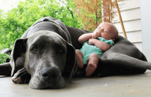 Het voorbereiden van je huisdier op een baby