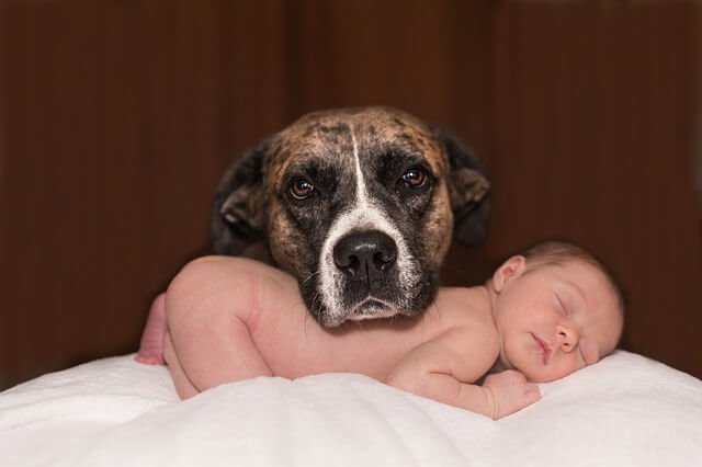 Voorbereiden van je huisdier door hem te laten wennen aan de babykamer