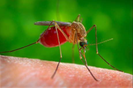 Insectenbeten en steken