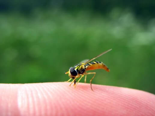 wesp steekt in vinger