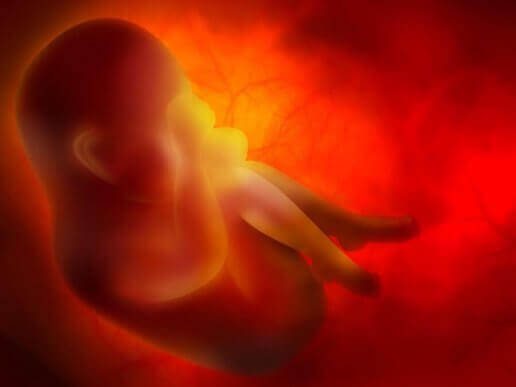 Foetus in de baarmoeder
