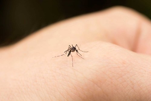 Preventieve maatregelen tegen muggenbeten
