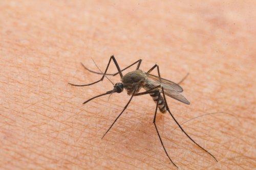 Bloedgroep beïnvloedt welk kind altijd door muggen gebeten wordt