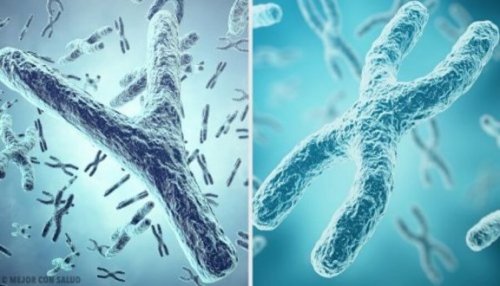 X en Y chromosomen