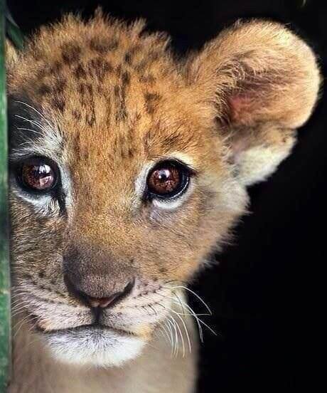 Een baby luipaard