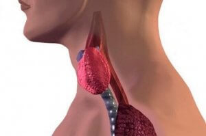 Ziekte van Hashimoto bij kinderen: oorzaken, symptomen en behandeling