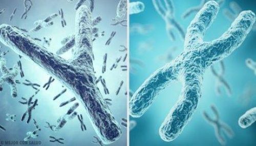 X en y chromosomen