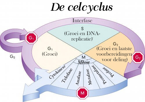 Leer meer over de celcyclus