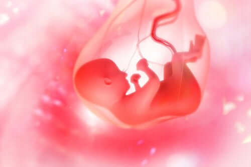 Foetus en placenta