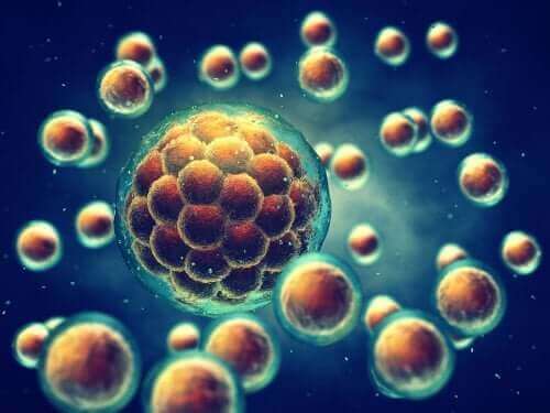 Bewaren van stamcellen en de navelstreng