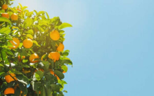 Hoe de gehechtheidstheorie met sinaasappels uit te leggen?