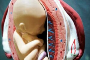 De zwangerschapszak: basisaspecten