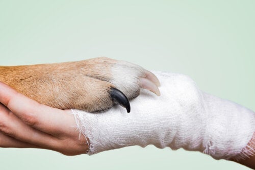Therapieën met honden voor tieners: wat je moet weten
