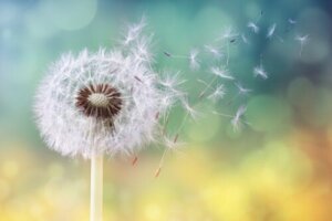 10 Natuurlijke remedies tegen pollenallergie