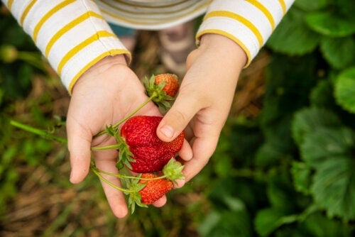 3 Zeer voedzame recepten met aardbeien voor kinderen