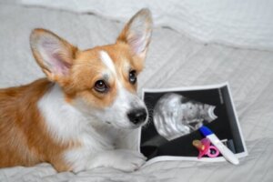 Kunnen honden zwangerschap opsporen?