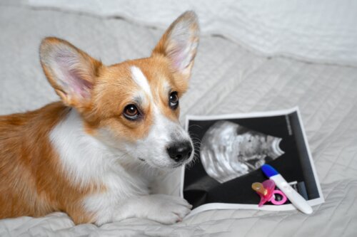 Kunnen honden zwangerschap opsporen?