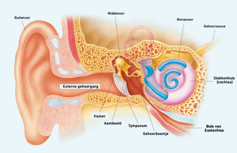 Afbeelding van het oor
